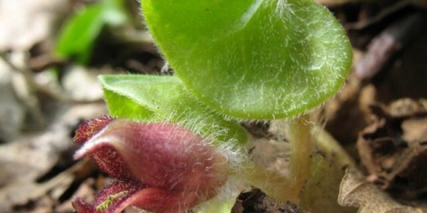 Europsko kopito od alkoholizma: recenzije, fotografije i opis